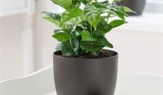 Come coltivare la pianta del caffè in casa