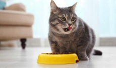 Cibo per gatti: ecco 8 alimenti che il micio adora!